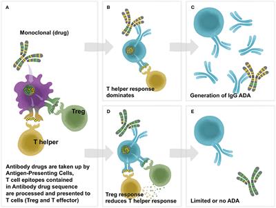 T-Cell Dependent Immunogenicity of Protein Therapeutics Pre-clinical Assessment and Mitigation–Updated Consensus and Review 2020